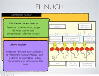 EL NUCLI
                   L’embolcall nuclear


               Membrana nuclear interna
                                                                                                Membrana
                                                      Citoplasma
           Presenta proteïnes d’ancoratge                                                     nuclear externa
                de les proteïnes que
           constitueixen la làmina nuclear
                                                                     Proteïnes integrals de           Membrana
                                                 Espai perinuclear
                                                                         la membrana                nuclear interna

                Làmina nuclear

          Proteïnes ﬁbril·lars que s’uneixen a
          la membrana nuclear interna, ﬁxen
             les ﬁbres de cromatina, i estan
           relacionades amb la formació dels
                                                         Nucli                Fibra de           Proteïnes de la
                         porus                                              cromatínica          làmina nuclear




dijous 31 de gener de 13
 