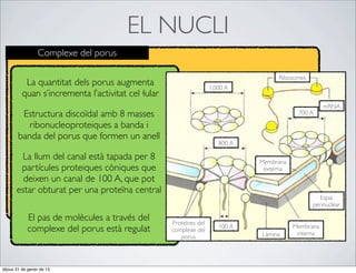 EL NUCLI
                 Complexe del porus

                                                                                   Ribosomes
          La quantitat dels porus augmenta                         1,000 A
         quan s’incrementa l’activitat cel·lular
                                                                                                    mRNA
        Estructura discoïdal amb 8 masses                                                 700 A

          ribonucleoproteiques a banda i
       banda del porus que formen un anell
                                                                      800 A

        La llum del canal està tapada per 8                                   Membrana
        partícules proteiques còniques que                                     externa
         deixen un canal de 100 A, que pot
       estar obturat per una proteïna central
                                                                                                  Espai
                                                                                               perinuclear

            El pas de molècules a través del       Proteïnes del
                                                                      100 A              Membrana
            complexe del porus està regulat        complexe del
                                                                                          interna
                                                      porus                   Làmina




dijous 31 de gener de 13
 
