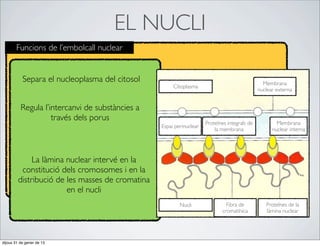 EL NUCLI
        Funcions de l’embolcall nuclear


           Separa el nucleoplasma del citosol                                                   Membrana
                                                      Citoplasma
                                                                                              nuclear externa


          Regula l’intercanvi de substàncies a
                    través dels porus
                                                                     Proteïnes integrals de           Membrana
                                                 Espai perinuclear
                                                                         la membrana                nuclear interna




             La làmina nuclear intervé en la
         constitució dels cromosomes i en la
        distribució de les masses de cromatina
                       en el nucli
                                                         Nucli                Fibra de           Proteïnes de la
                                                                            cromatínica          làmina nuclear




dijous 31 de gener de 13
 