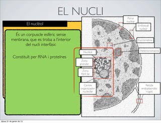 EL NUCLI                 Porus
                                                                nuclear
                           El nuclèol                                     Embolcall
                                                                           nuclear

             És un corpuscle esfèric sense
           menbrana, que es troba a l’interior                            Eucromatina
                  del nucli interfàsic
                                                                           Heterocromatina
                                                    Nuclèol
             Constituït per RNA i proteïnes
                                                  Zona
                                                 granular

                                                   Zona
                                                  ﬁbril·lar



                                                   Centre                      Reticle
                                                 organitzador               endoplasmàtic
                                                  nucleolar                    rugós




dijous 31 de gener de 13
 