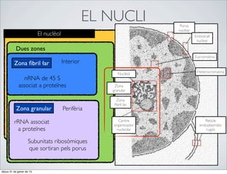 EL NUCLI            Porus
                                                                      nuclear
                           El nuclèol                                           Embolcall
                                                                                 nuclear

           Dues zones
                                                                                Eucromatina
          Zona ﬁbril·lar                Interior
                                                                                 Heterocromatina
                                                         Nuclèol
               nRNA de 45 S
             associat a proteïnes                      Zona
                                                      granular

                                                        Zona
                                                       ﬁbril·lar
           Zona granular                Perifèria

          rRNA associat                                  Centre
                                                       organitzador
                                                                                     Reticle
                                                                                  endoplasmàtic
           a proteïnes                                  nucleolar                    rugós


                     Subunitats ribosòmiques
                     que sortiran pels porus


dijous 31 de gener de 13
 