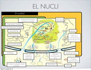 EL NUCLI
                           El nuclèol

                                   Unitat de transcripció               Sentit de la
                                   nucleolar en activitat               transcripció

            Organitzador nucleolar      Interior
   DNA del cromosoma nucleolar

                  Zona ﬁbril·lar                                                              Gen 5 S

                  Zona granular
                                                                                               DNA d’un
                                                                                            cromosoma que
                                                                                           porta els gens 5 S


               NUCLEOPLASMA                Perifèria


            CITOSOL                                                                    Embolcall nuclear
                                            Subunitat             Subunitat
                                           ribosòmica          ribosòmica gran
                                           petita 40 S               60 S
                                                                                              Proteïnes
                                                                                          ribosòmiques 5S

              Proteïnes nucleosòmiques i                     POLISOMA
                      nucleolars                                                       mRNA

dijous 31 de gener de 13
 