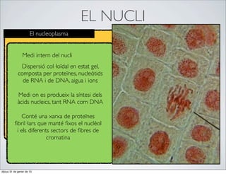 EL NUCLI
                      El nucleoplasma


                Medi intern del nucli
              Dispersió col·loïdal en estat gel,
             composta per proteïnes, nucleòtids
               de RNA i de DNA, aigua i ions

            Medi on es produeix la síntesi dels
            àcids nucleics, tant RNA com DNA

             Conté una xarxa de proteïnes
          ﬁbril·lars que manté ﬁxos el nuclèol
           i els diferents sectors de ﬁbres de
                         cromatina




dijous 31 de gener de 13
 
