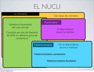 EL NUCLI
                           La cromatina
                                                            Dos tipus de cromatina

                                                   Eucromatina
                Substància fonamental
                  del nucli cel·lular
                                                              Es descondensa
          Constituït per tots els ﬁlaments                   durant la interfase
          de DNA en diferents graus de
                    condensació

                                          Heterocromatina        No es descondensa
                                                                 durant la interfase

                                          Heterocromatina constitutiva

                                                     Heterocromatina facultativa


dijous 31 de gener de 13
 