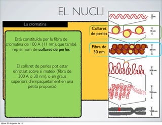 EL NUCLI
                           La cromatina
                                                 Collaret
                                                 de perles
         Està constituïda per la ﬁbra de
     cromatina de 100 A (11 nm), que també
                                                 Fibra de
        rep el nom de collaret de perles
                                                  30 nm


              El collaret de perles pot estar
            enrotllat sobre si mateix (ﬁbra de
               300 A o 30 nm), o en graus
           superiors d’empaquetament en una
                      petita proporció




dijous 31 de gener de 13
 