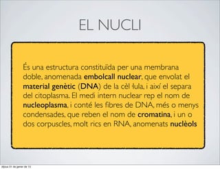 EL NUCLI

                 És una estructura constituïda per una membrana
                 doble, anomenada embolcall nuclear, que envolat el
                 material genètic (DNA) de la cèl·lula, i així el separa
                 del citoplasma. El medi intern nuclear rep el nom de
                 nucleoplasma, i conté les ﬁbres de DNA, més o menys
                 condensades, que reben el nom de cromatina, i un o
                 dos corpuscles, molt rics en RNA, anomenats nuclèols




dijous 31 de gener de 13
 