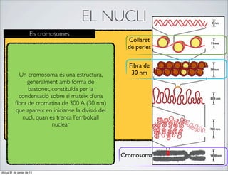 EL NUCLI
                      Els cromosomes
                                                      Collaret
                                                      de perles

                                                       Fibra de
           Un cromosoma és una estructura,              30 nm
               generalment amb forma de
               bastonet, constituïda per la
           condensació sobre si mateix d’una
          ﬁbra de cromatina de 300 A (30 nm)
          que apareix en iniciar-se la divisió del
             nucli, quan es trenca l’embolcall
                          nuclear



                                                     Cromosoma

dijous 31 de gener de 13
 