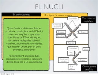 EL NUCLI
                      Els cromosomes              Dos tipus de cromosomes
                                                                                 Cromàtides     Cromosoma
                                                                                                 metafàsic
                                                         Constricció
                                                         secundària
          Quan s’inicia la divisió cel·lular es
         produeix una duplicació del DNA; i                    Cinetocor                      Braços
           com a conseqüència apareixen
                                                              Centròmer
           dues ﬁbres de DNA idèntiques,
            fortament replegades sobre si
                                                                                Satèl·lits
         mateixes, anomenades cromàtides,
           que queden unides per un punt
                                                                                 Cromàtides       Telòmer
                anomenat centròmer
                                                                                  Braç
                                                                                  llarg
            Posteriorment aquestes dues
         cromàtides se separen i cadascuna                        Constricció
                                                                                              Braços
                                                                   primària
         d’elles dóna lloc a un cromosoma
                                                                                   Braç         Cromosoma
                                                                                   curt
                                                                                                  anafàsic
dijous 31 de gener de 13
 