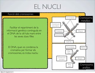 EL NUCLI
             Funció dels cromosomes
                                                                        Cromàtides     Cromosoma
                                                                                        metafàsic
                                                Constricció
                                                secundària
               Facilitar el repartiment de la
           informació genètica continguda en          Cinetocor                      Braços
            el DNA de la cèl·lula mare entre
                                                     Centròmer
                     les seves dues ﬁlles
                                                                       Satèl·lits


              El DNA, quan es condensa la                               Cromàtides       Telòmer
                 cromatina per formar els                                Braç
              cromosomes, es troba inactiu                               llarg

                                                         Constricció
                                                                                     Braços
                                                          primària


                                                                          Braç         Cromosoma
                                                                          curt
                                                                                         anafàsic
dijous 31 de gener de 13
 