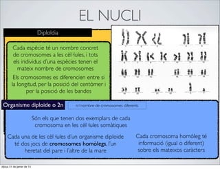 EL NUCLI
                             Diploïdia

         Cada espècie té un nombre concret
         de cromosomes a les cèl·lules, i tots
         els individus d’una espècies tenen el
           mateix nombre de cromosomes
         Els cromosomes es diferencien entre si
        la longitud, per la posició del centòmer i
               per la posició de les bandes

 Organisme diploide o 2n                    n=nombre de cromosomes diferents


                           Són els que tenen dos exemplars de cada
                            cromosoma en les cèl·lules somàtiques
    Cada una de les cèl·lules d’un organisme diploide                     Cada cromosoma homòleg té
      té dos jocs de cromosomes homòlegs, l’un                             informació (igual o diferent)
          heretat del pare i l’altre de la mare                           sobre els mateixos caràcters

dijous 31 de gener de 13
 