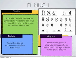EL NUCLI
                           Diploïdia


         Les cèl·lules reproductores sexuals
       (gàmetes) i les meiòspores dels fongs
        són haploides o n, tan sosl tenen un
             cromosoma de cada tipus




                 Cariotip                          Idiograma


             Conjunt de tots els                    Representació gràﬁca o
           cromosomes metafàsics                 fotogràﬁca de les parelles de
               d’una cèl·lula                  cromosomes homòlegs, ordentas
                                                   de més grana més petit


dijous 31 de gener de 13
 