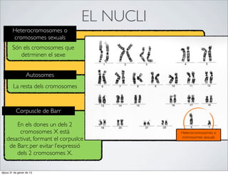 EL NUCLI
        Heterocromosomes o
        cromosomes sexuals
        Són els cromosomes que
           detrminen el sexe


                   Autosomes
         La resta dels cromosomes


           Corpuscle de Barr

       En els dones un dels 2
        cromosomes X està                      Heterocromosomes o
                                               cromosomes sexuals
   desactivat, formant el corpuslce
    de Barr, per evitar l’expressió
       dels 2 cromosomes X.


dijous 31 de gener de 13
 