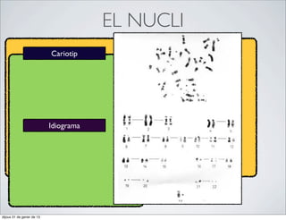 EL NUCLI
                           Cariotip




                           Idiograma




dijous 31 de gener de 13
 