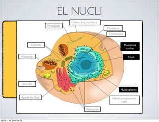 EL NUCLI
                                                             Membrana plasmàtica
                                               Microtúbuls
                                                                                   Citoplasma

                                                                                    Cromosoma


                                   Centríols                                                      Membrana
                                                                                                   nuclear

                      Mitocondri                                                                     Nucli




                           Vesícules

                                                                                                Nucleoplasma

                       Aparell de Golgi                                                Reticle endoplasmàtic
                                                                                                rugós

                                                                       Ribosomes


dijous 31 de gener de 13
 