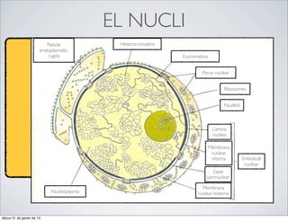 EL NUCLI
                          Reticle           Heterocromatina
                       endoplasmàtic
                          rugós                               Eucromatina


                                                                      Porus nuclear


                                                                                  Ribosomes


                                                                                  Nuclèol



                                                                             Làmina
                                                                             nuclear

                                                                            Membrana
                                                                             nuclear
                                                                             interna        Embolcall
                                                                                             nuclear
                                                                           Espai
                                                                        perinuclear

                                                                      Membrana
                            Nucleoplasma                            nuclear externa



dijous 31 de gener de 13
 
