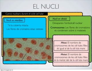 EL NUCLI
         Canvis nuclears durant el cicle cel·lular
                                                      Nucli en divisió
          Nucli en interfase
                                                      Desapareix l’embolcall nuclear
            Té la coberta intacta
                                                     Cromosomes: Les ﬁbres de cromationa
           Les ﬁbres de cromatina estan esteses
                                                        es condensen sobre si mateixes



                                                               Mitosi. El nombre de
                                                        cromosomes de les cèl·lules ﬁlles
                                                          és igual al de la cèl·lula mare

                                                               Meisoi. El nombre de
                                                        cromosomes de les cèl·lules ﬁlles
                                                        és la meitat del de la cèl·lula mare


dijous 31 de gener de 13
 