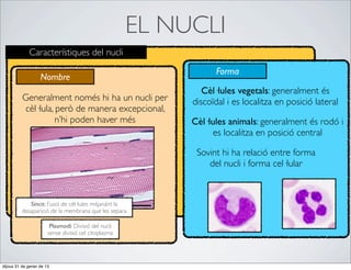 EL NUCLI
             Característiques del nucli
                                                                 Forma
                   Nombre
                                                              Cèl·lules vegetals: generalment és
          Generalment només hi ha un nucli per             discoïdal i es localitza en posició lateral
          cèl·lula, però de manera excepcional,
                    n’hi poden haver més                   Cèl·lules animals: generalment és rodó i
                                                                 es localitza en posició central

                                                            Sovint hi ha relació entre forma
                                                               del nucli i forma cel·lular



             Síncit: Fusió de cèl·lules mitjanánt la
          desaparició de la membrana que les separa

                        Plasmodi: Divisió del nucli
                       sense divisió cel citoplasma




dijous 31 de gener de 13
 