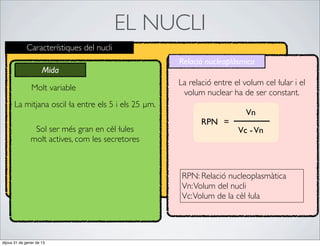 EL NUCLI
             Característiques del nucli
                                                     Relació nucleoplàsmica
                      Mida
                                                     La relació entre el volum cel·lular i el
                Molt variable
                                                      volum nuclear ha de ser constant.
      La mitjana oscil·la entre els 5 i els 25 µm.
                                                                          Vn
                                                            RPN =
                 Sol ser més gran en cèl·lules                         Vc - Vn
                molt actives, com les secretores



                                                      RPN: Relació nucleoplasmàtica
                                                      Vn: Volum del nucli
                                                      Vc: Volum de la cèl·lula




dijous 31 de gener de 13
 