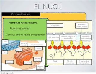 EL NUCLI
                     L’embolcall nuclear


                 Membrana nuclear externa
                                                                                                                           Membrana
                                                                                 Citoplasma
                                                                                                                         nuclear externa
                   Ribosomes adosats

           Continua amb el reticle endoplasmàtic
                                                                                                Proteïnes integrals de           Membrana
                                                                            Espai perinuclear
                                                                                                    la membrana                nuclear interna
      Nucli
                                 Vesícules de
                                  transició      Vesícules intercisternes

                                                           Lisosoma
                           Cara CIS
      RE



                                                        Vesícula de
                                                         secreció
                                                                                    Nucli                Fibra de           Proteïnes de la
              Dictiosoma
                                        Cara TRANS                                                     cromatínica          làmina nuclear

                                                              Membrana
                                                               cel·lular


dijous 31 de gener de 13
 