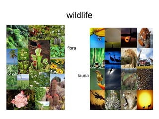 wildlife
ora
fl

fau
na

 