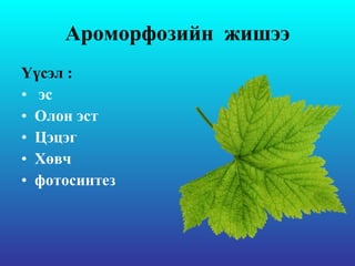 Ароморф озийн  жишээ Үүсэл  : эс  Олон эст  Цэцэг  Х өвч  фотосинтез 