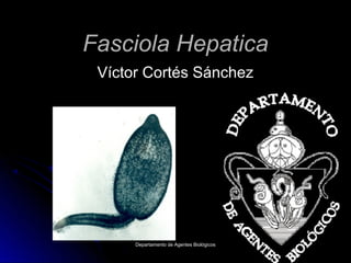 Fasciola Hepatica
 Víctor Cortés Sánchez




      Departamento de Agentes Biológicos
 