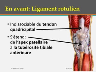 • Indissociable du tendon
quadricipital
• S’étend:
de l’apex patellaire
à la tubérosité tibiale
antérieure
16/12/2014 35
Dr. BOUKOFFA- Genou
En avant: Ligament rotulien
 