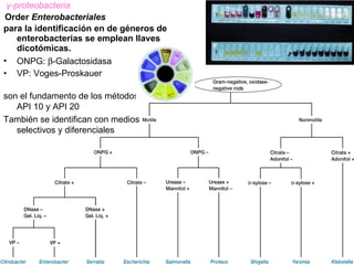 14. Las Proteobacterias | PPT