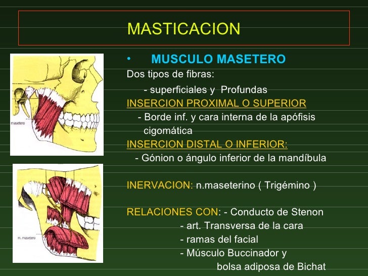 14 Masticacion Y Mimica