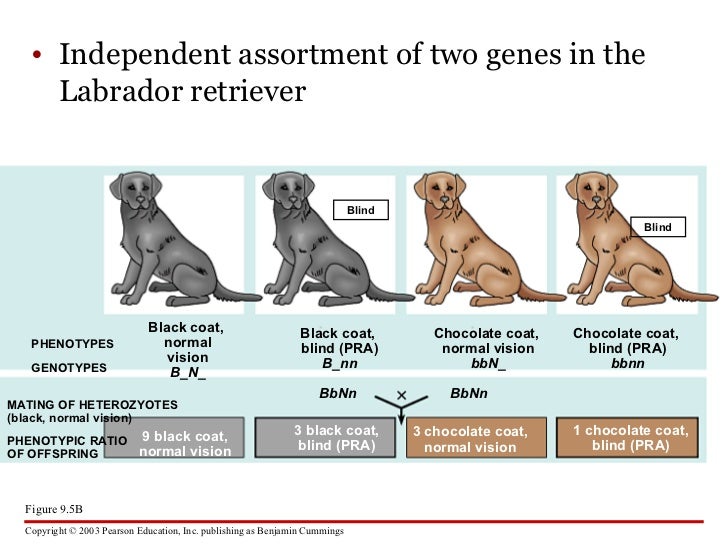 allele and normal vision The color blind gene is a recessive gene whilst the normal color vision gene is a dominant gene and it is recessive x c = allele for normal color vision. allele and normal vision The color blind gene is a recessive gene whilst the normal color vision gene is a dominant gene and it is recessive x c = allele for normal color vision.