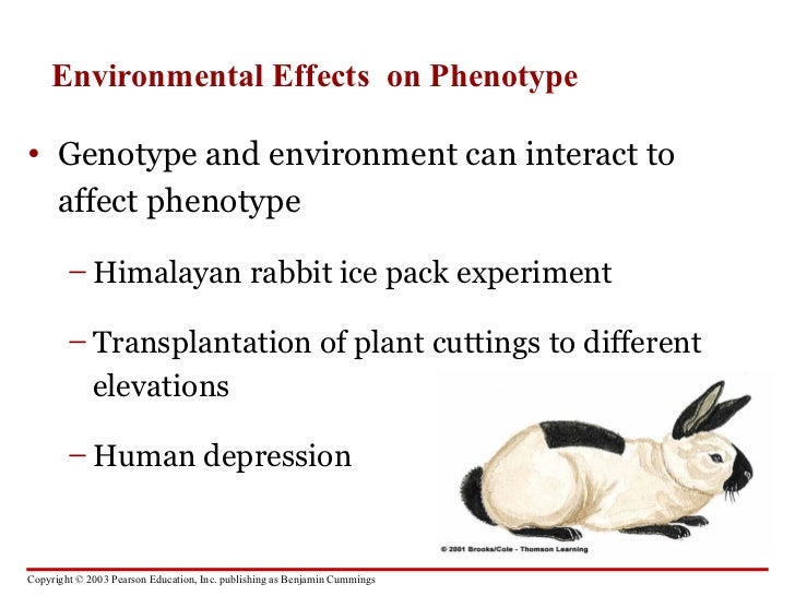 effect of environment on phenotype Environmental effects on phenotype the environment can affect the organism’s phenotype (what is ‘seen’) it is usually the case that a phenotype for a. effect of environment on phenotype Environmental effects on phenotype the environment can affect the organism’s phenotype (what is ‘seen’) it is usually the case that a phenotype for a.