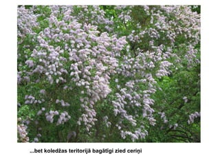 ...bet koledžas teritorijā bagātīgi zied ceriņi

 