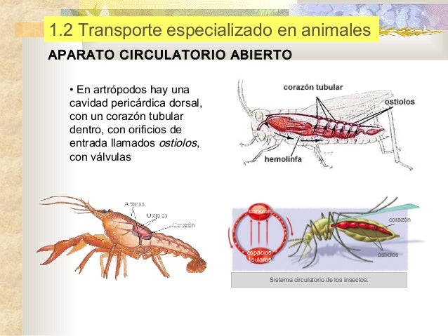 Resultado de imagen para Circulación abierta en artropodos