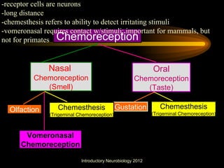 -receptor cells are neurons
-long distance
-chemesthesis refers to ability to detect irritating stimuli
-vomeronasal requires contact w/stimuli; important for mammals, but
not for primates Chemoreception


               Nasal                                         Oral
          Chemoreception                             Chemoreception
             (Smell)                                    (Taste)

  Olfaction       Chemesthesis               Gustation          Chemesthesis
               (Trigeminal Chemoreception)                   (Trigeminal Chemoreception)



       Vomeronasal
      Chemoreception

                            Introductory Neurobiology 2012
 