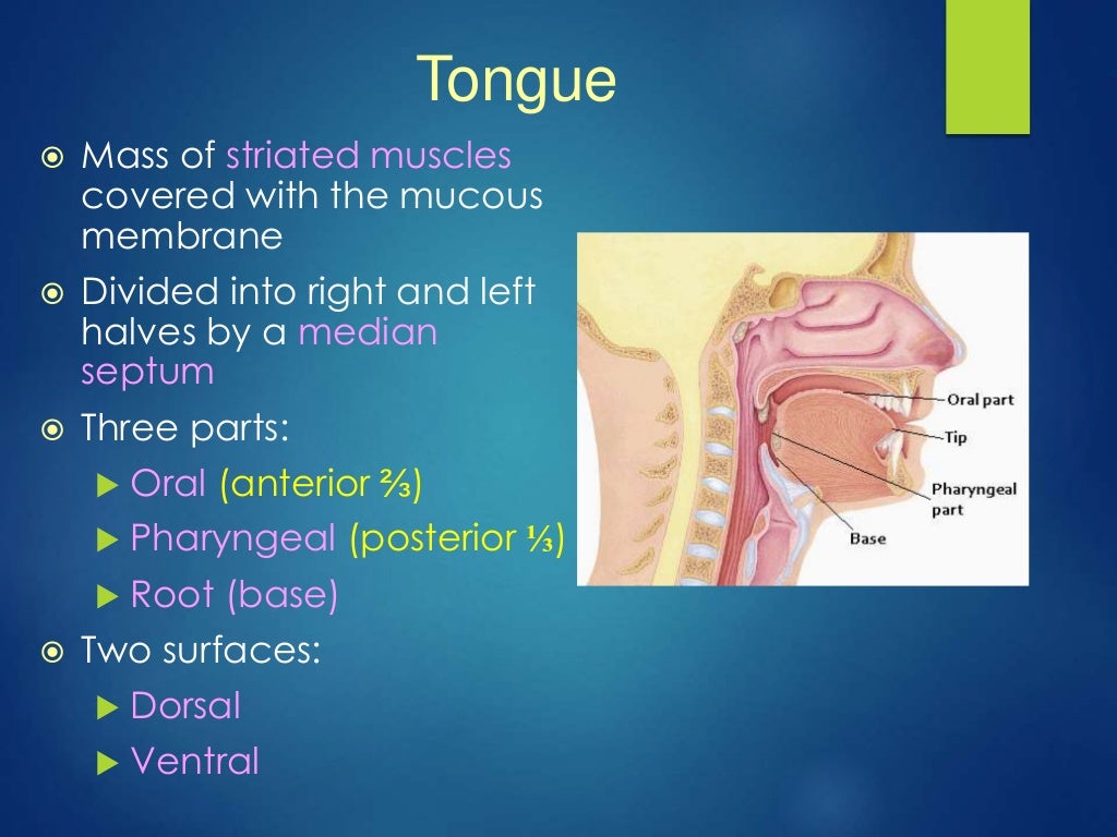 anatomy of oral cavity ,tongue and palate