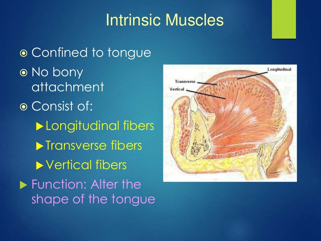 anatomy of oral cavity ,tongue and palate