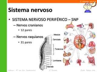 O sistema nervoso




Sistema nervoso
• SISTEMA NERVOSO PERIFÉRICO – SNP
      – Nervos cranianos
            • 12 pares

      – Nervos raquianos
            • 31 pares




Ciências – 8º ano Ens. Fundamental   3º Período   Profa. Rebeca Vale
 