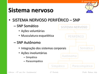O sistema nervoso




Sistema nervoso
• SISTEMA NERVOSO PERIFÉRICO – SNP
      – SNP Somático
            • Ações voluntárias
            • Musculatura esquelética

      – SNP Autônomo
            • Integração dos sistemas corporais
            • Ações involuntárias
                  – Simpático
                  – Parassimpático


Ciências – 8º ano Ens. Fundamental   3º Período   Profa. Rebeca Vale
 