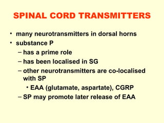 SPINAL CORD TRANSMITTERS <ul><li>many neurotransmitters in dorsal horns </li></ul><ul><li>substance P  </li></ul><ul><ul><...