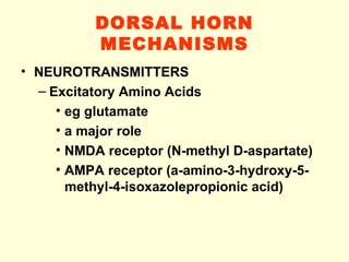 DORSAL HORN MECHANISMS <ul><li>NEUROTRANSMITTERS </li></ul><ul><ul><li>Excitatory Amino Acids </li></ul></ul><ul><ul><ul><...