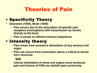 Theories of Pain <ul><li>Specificity Theory   </li></ul><ul><li>Descartes  ( 1664 ) , Muler  ( 1840 ) </li></ul><ul><ul><l...