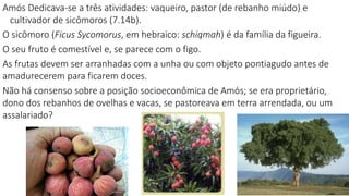 Amós Dedicava-se a três atividades: vaqueiro, pastor (de rebanho miúdo) e
cultivador de sicômoros (7.14b).
O sicômoro (Ficus Sycomorus, em hebraico: schiqmah) é da família da figueira.
O seu fruto é comestível e, se parece com o figo.
As frutas devem ser arranhadas com a unha ou com objeto pontiagudo antes de
amadurecerem para ficarem doces.
Não há consenso sobre a posição socioeconômica de Amós; se era proprietário,
dono dos rebanhos de ovelhas e vacas, se pastoreava em terra arrendada, ou um
assalariado?
16
 