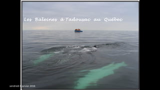 Les Baleines à Tadousac au Québec
vendredi 8 janvier 2016
 