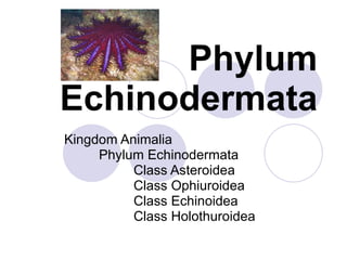 Phylum Echinodermata Kingdom Animalia Phylum Echinodermata Class Asteroidea Class Ophiuroidea Class Echinoidea Class Holothuroidea 
