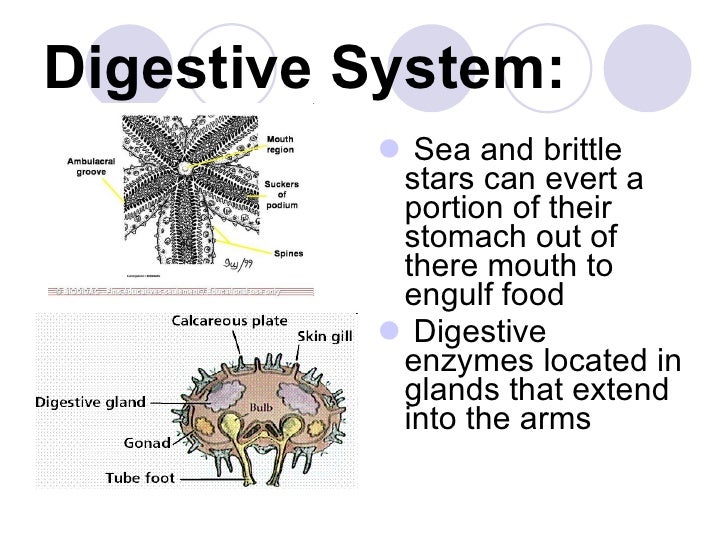 14. Phylum Echinodermata Notes
