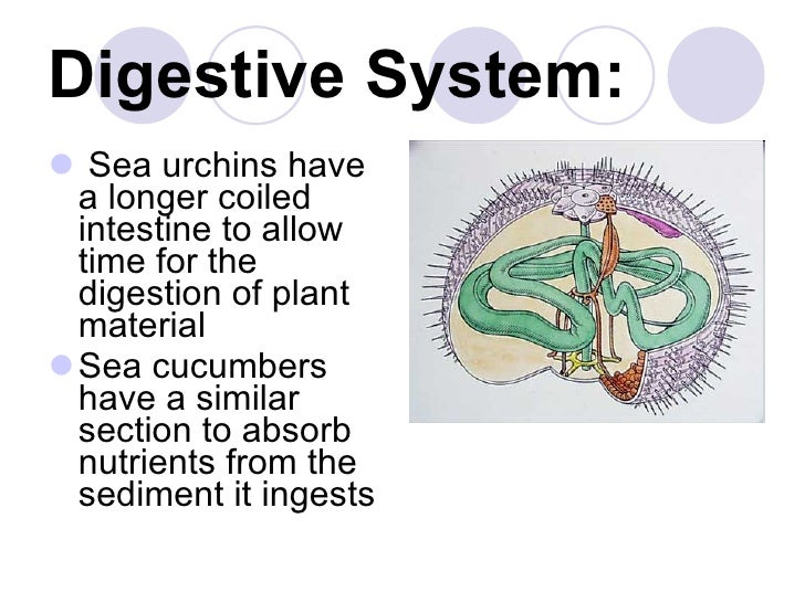 14. Phylum Echinodermata Notes