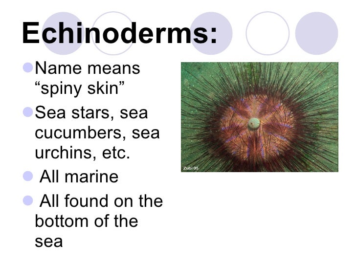 14. Phylum Echinodermata Notes