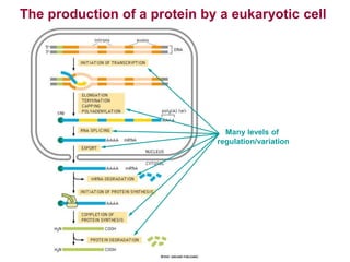 The production of a protein by a eukaryotic cell
Many levels of
regulation/variation
 