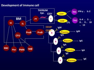 SL SC ProB CFU MØ PMN Plet RBC PreB PT T THYRUM Epi. BM CD3 + IFN- γ 、 IL-2 IL-4  、 5   、 8 、 9 、 10 、 13 Development of Immune cell B Plasma IgM B Plasma IgA IgA IgM B Plasma IgG IgG B Plasma IgE IgE CD19 + CD20   + CD8 + CD4 + TH1 TH2 CTL 