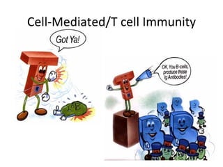                                                                                                .   Cell-Mediated/T cell Immunity 